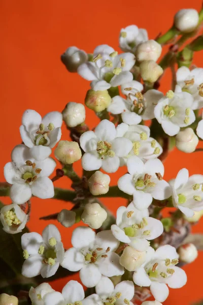 Bílý Malý Květ Kvetoucí Viburnum Tinus Rodina Adoxaceae Botanické Moderní — Stock fotografie