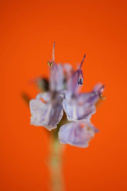 Rosmarinus officinalis turuncu arka plandaki biberiye çiçeği makrosu aile lamiaceae modern yüksek kalite büyük boy baskıları kapatır.