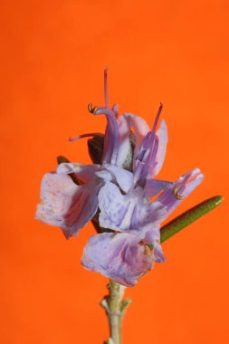 Rosmarinus officinalis turuncu arka plandaki biberiye çiçeği makrosu aile lamiaceae modern yüksek kalite büyük boy baskıları kapatır.