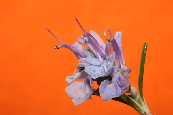Fiore Rosmarino Macro Sfondo Arancione Rosmarinus Officinalis Close Famiglia Lamiaceae — Foto Stock