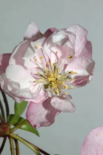 Розовый Цветок Вишни Цветение Крупным Планом Prunus Serrulata Семьи Rosaceae — стоковое фото