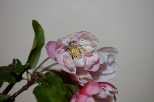 Rózsaszín Cseresznyevirág Virágzás Közelkép Háttér Prunus Serrulata Család Rozáceák Modern — Stock Fotó