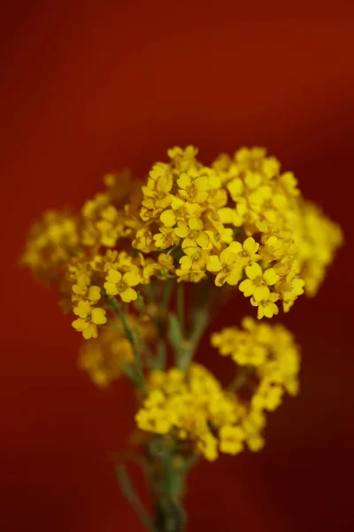 Kleine Gele Struik Bloem Bloesem Macro Botanische Achtergrond Aurinia Saxatilis — Stockfoto