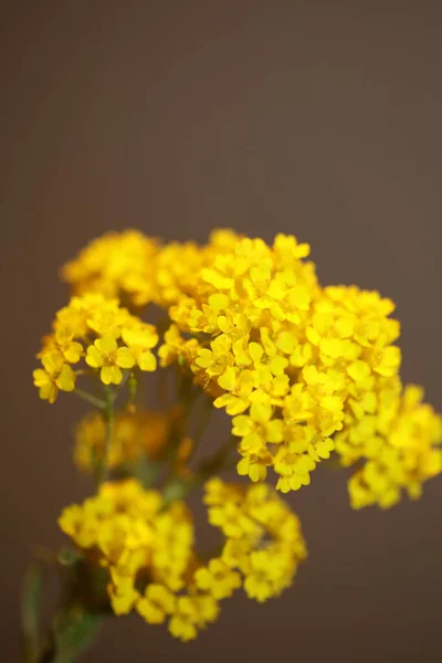 Pequeno Arbusto Amarelo Flor Fundo Macro Botânico Aurinia Saxatilis Família — Fotografia de Stock