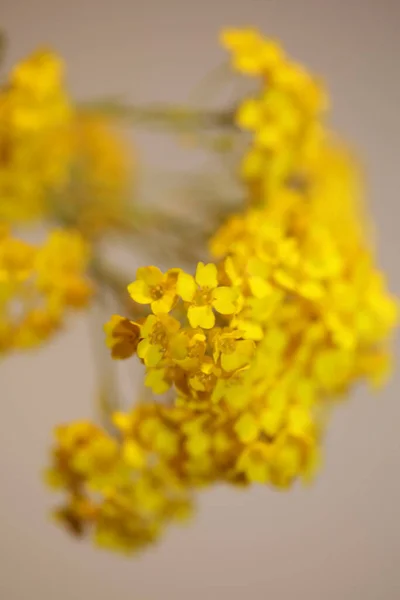 Malé Žluté Keře Květ Květ Makro Botanické Pozadí Aurinia Saxatilis — Stock fotografie