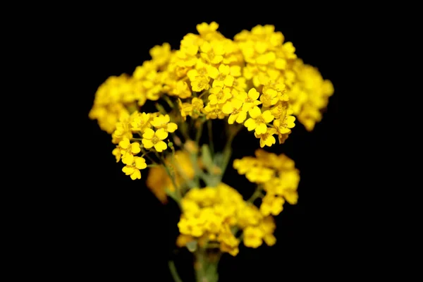 Kleine Gelbe Buschblume Blüte Makro Botanischen Hintergrund Aurinia Saxatilis Familie — Stockfoto