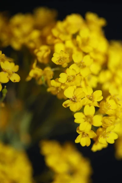 Small Yellow Bush Flower Blossom Macro Botanical Background Aurinia Saxatilis — Stock Photo, Image