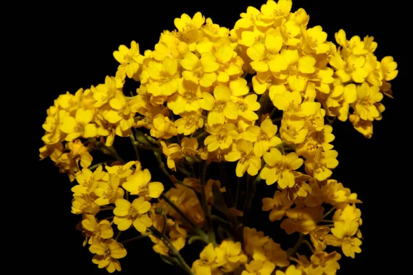 Mały Żółty Krzak Kwiat Makro Botaniczne Tło Aurinia Saksatilis Rodzina — Zdjęcie stockowe