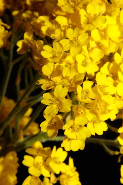 Flor Arbusto Amarillo Pequeño Flor Macro Fondo Botánico Aurinia Saxatilis — Foto de Stock