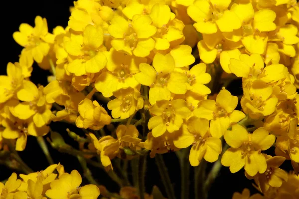 Flor Arbusto Amarillo Pequeño Flor Macro Fondo Botánico Aurinia Saxatilis —  Fotos de Stock