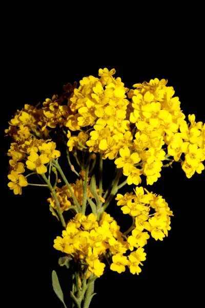Mały Żółty Krzak Kwiat Makro Botaniczne Tło Aurinia Saksatilis Rodzina — Zdjęcie stockowe