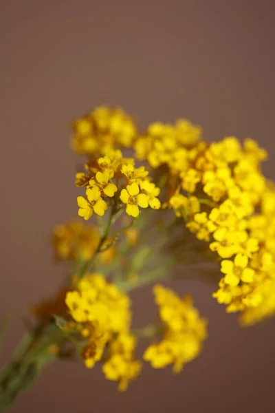 Pequeno Arbusto Amarelo Flor Fundo Macro Botânico Aurinia Saxatilis Família — Fotografia de Stock