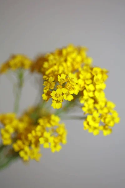 Mały Żółty Krzak Kwiat Makro Botaniczne Tło Aurinia Saksatilis Rodzina — Zdjęcie stockowe