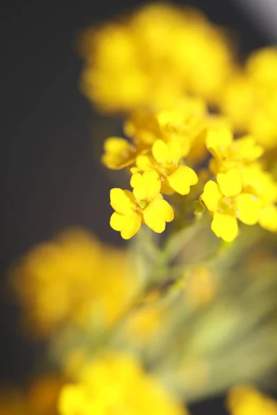 Pequeno Arbusto Amarelo Flor Fundo Macro Botânico Aurinia Saxatilis Família — Fotografia de Stock