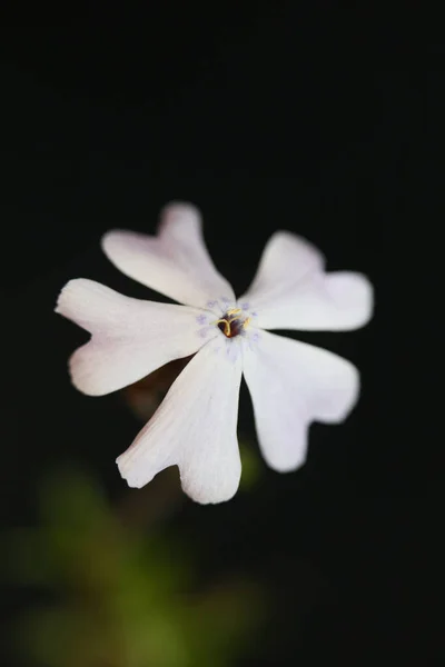 Flor Blanca Floreciendo Cerca Phlox Sabulata Familia Polemoniaceae Fondo Negro — Foto de Stock