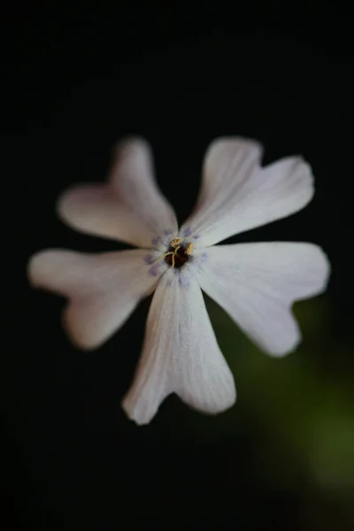 Weiße Blütenblüte Aus Nächster Nähe Phlox Sabulata Familie Polemoniaceae Auf — Stockfoto
