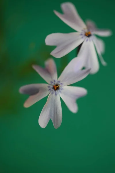 Biały Kwiat Kwitnący Bliska Phlox Sabulata Rodzina Polemoniaceae Zielonym Tle — Zdjęcie stockowe
