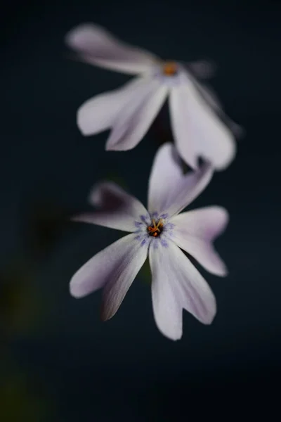 Biały Kwiat Kwitnący Bliska Phlox Sabulata Rodzina Polemoniaceae Czarnym Tle — Zdjęcie stockowe