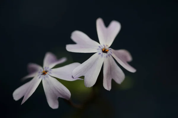 White Flower Blossoming Close Phlox Sabulata Family Polemoniaceae Black Background — Stock Photo, Image