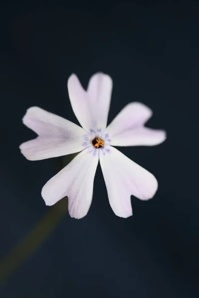 Weiße Blütenblüte Aus Nächster Nähe Phlox Sabulata Familie Polemoniaceae Auf — Stockfoto