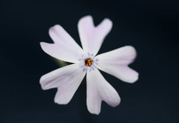 Biały Kwiat Kwitnący Bliska Phlox Sabulata Rodzina Polemoniaceae Czarnym Tle — Zdjęcie stockowe