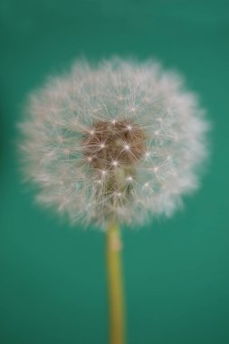 Flower blossoming close up taraxacum officinale dandelion blow ball asteraceae family modern botanical background high quality big size prints