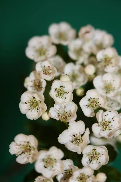 Fleur Blanche Fleur Fond Rapproché Crataegus Monogyna Famille Rosaceae Botanique — Photo
