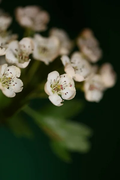 Biały Kwiat Kwiat Zbliżenie Tło Crataegus Monogyna Rodzina Rosaceae Botaniczne — Zdjęcie stockowe
