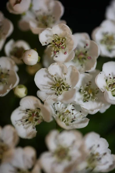 Biały Kwiat Kwiat Zbliżenie Tło Crataegus Monogyna Rodzina Rosaceae Botaniczne — Zdjęcie stockowe