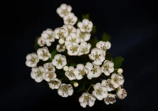 Flor Branca Flor Close Fundo Crataegus Monogyna Família Rosaceae Botânico — Fotografia de Stock