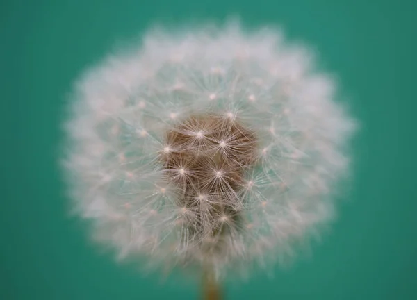 Flower Blossoming Close Taraxacum Officinale Dandelion Blow Ball Asteraceae Family — Fotografia de Stock