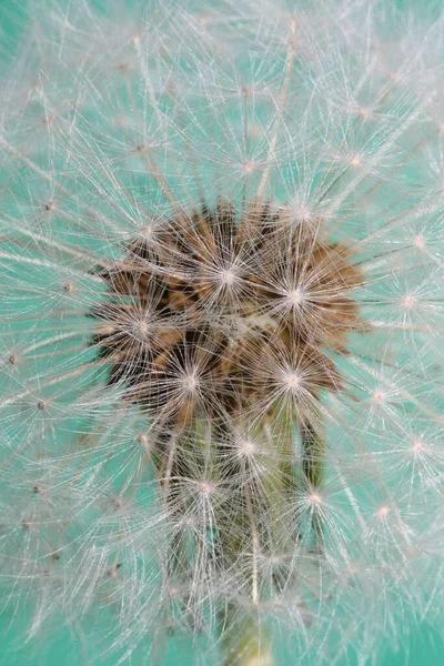 Blume Blühen Nahaufnahme Taraxacum Officinale Löwenzahn Pusteblume Asteraceae Familie Moderne — Stockfoto