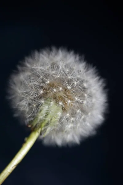 Flower Blossoming Close Taraxacum Officinale Dandelion Blow Ball Asteraceae Family —  Fotos de Stock