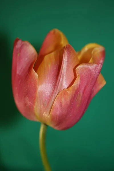 Tulip Flower Blossom Close Family Liliaceae Modern Botanical Background High — Foto de Stock