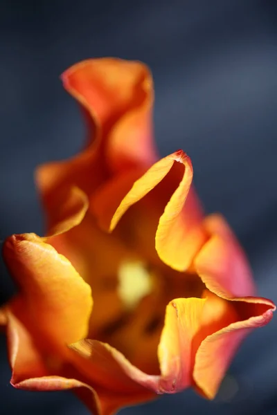 Tulip Flower Blossom Close Family Liliaceae Modern Botanical Background High — Photo