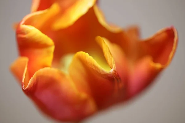 Квітка Тюльпанів Крупним Планом Сімейство Лілійних Сучасних Ботанічних Фонів Високої — стокове фото