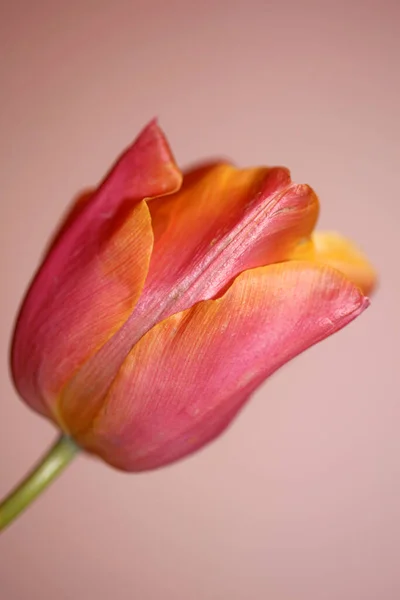 Tulpe Blume Blühen Nahaufnahme Familie Liliaceae Modernen Botanischen Hintergrund Hohe — Stockfoto