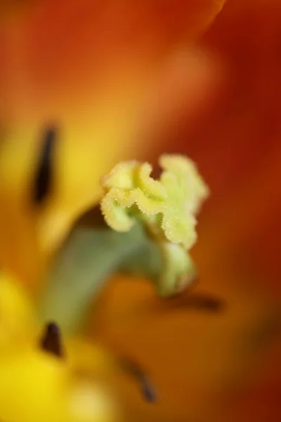 Квітка Тюльпанів Крупним Планом Сімейство Лілійних Сучасних Ботанічних Фонів Високої — стокове фото