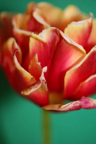 Tulip Flower Blossom Close Family Liliaceae Modern Botanical Background High — Stock Photo, Image