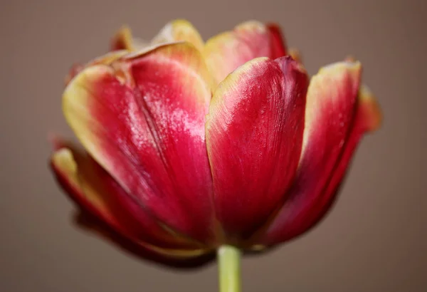 Tulip Flower Blossom Close Family Liliaceae Modern Botanical Background High — Foto de Stock