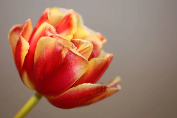 Tulpe Blume Blühen Nahaufnahme Familie Liliaceae Modernen Botanischen Hintergrund Hohe — Stockfoto