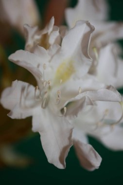 White rhododendron flower blossoming close up shoot family ericaceae macro background botanical modern trendy high quality big size prints