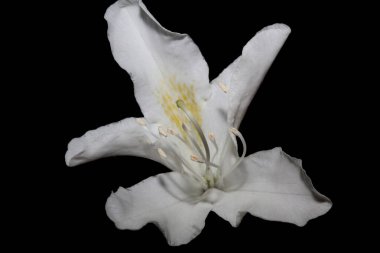 White rhododendron flower blossoming close up shoot family ericaceae macro background botanical modern trendy high quality big size prints