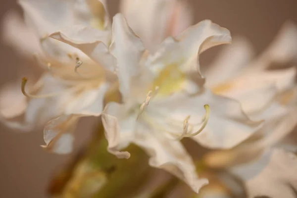 White Rhododendron Flower Blossoming Close Shoot Family Ericaceae Macro Background — Stock Photo, Image