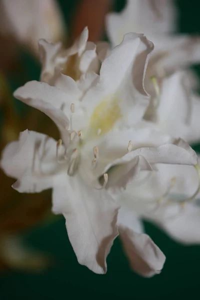 Белый Цветок Рододендрона Цветение Крупным Планом Снимать Семьи Ericaceae Макро — стоковое фото