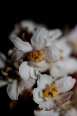 Beyaz çiçek, botanik çağının modern siyah zeminini kapat Choisya ternata Kunth ailesi Rutaceae yüksek kaliteli büyük boy duvar posterleri