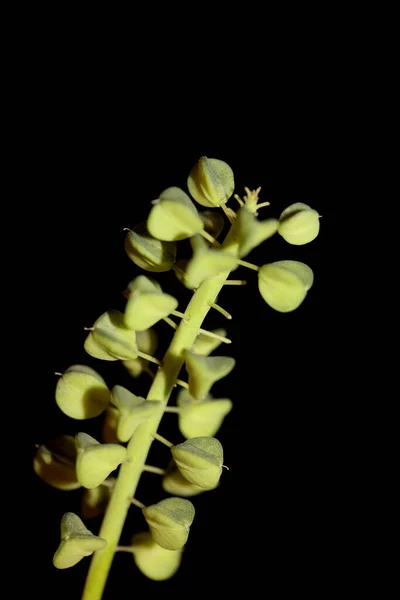 Frutas Flores Selvagens Close Muscari Neglectum Family Asparagaceae Moderno Fundo — Fotografia de Stock