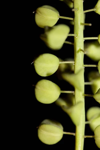 Frutas Flores Selvagens Close Muscari Neglectum Family Asparagaceae Moderno Fundo — Fotografia de Stock