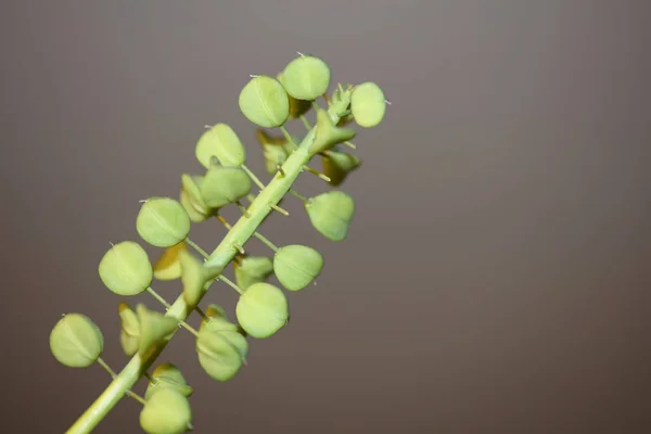 Frutas Flores Silvestres Cerca Muscari Neglectum Familia Asparagaceae Fondo Botánico — Foto de Stock