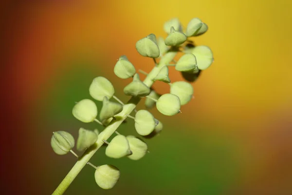 Frutas Flores Selvagens Close Muscari Neglectum Family Asparagaceae Moderno Fundo — Fotografia de Stock